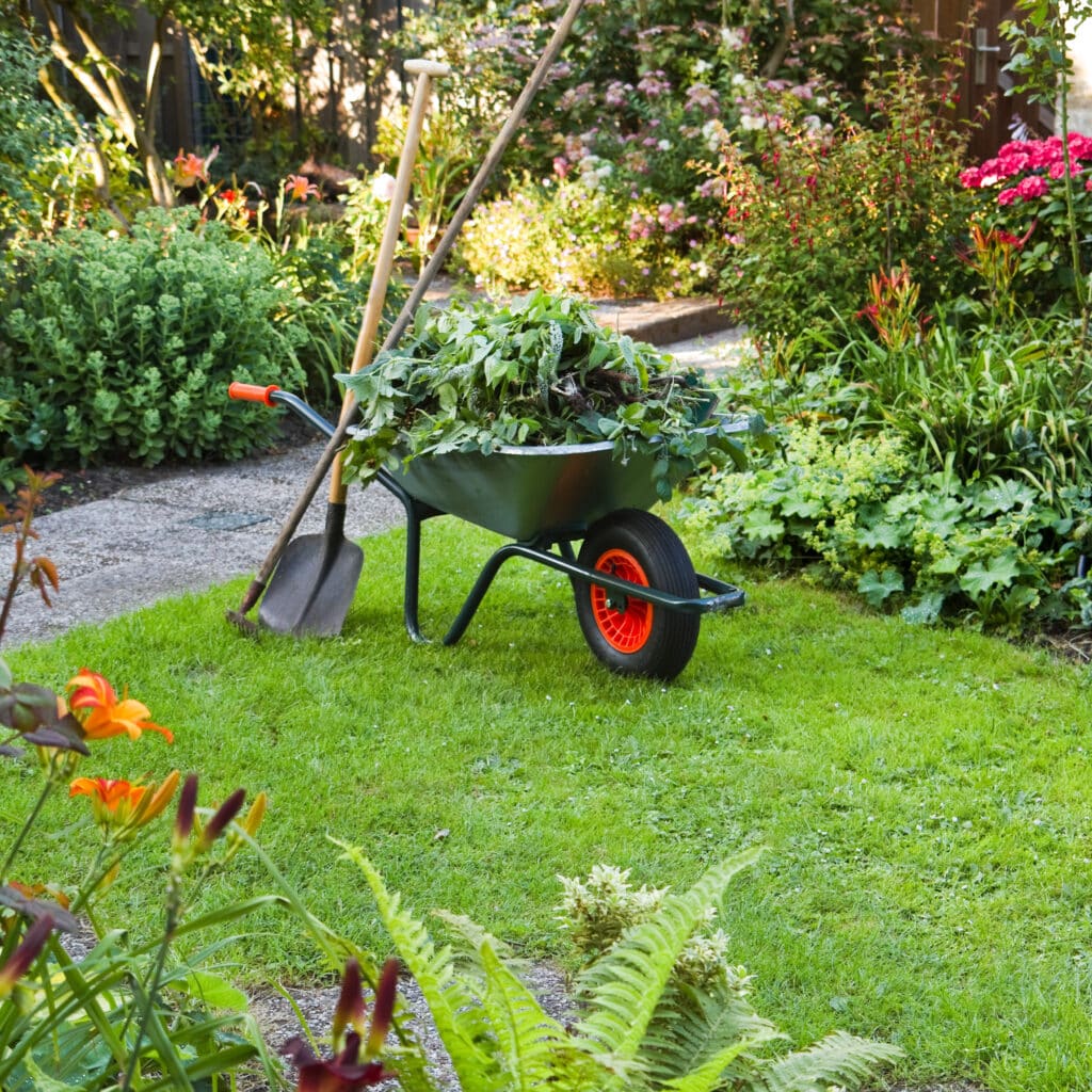 Jardinage : brouette et outils dans un jardin fleuri Brouette remplie de déchets verts à côté d'une pelle et d'un râteau sur une pelouse dans un jardin fleuri.