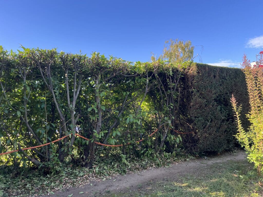 Taille de haie de laurier : entretien et élagage de jardin Haie de laurier en cours de taille montrant les branches et un câble orange sous un ciel bleu dégagé.
