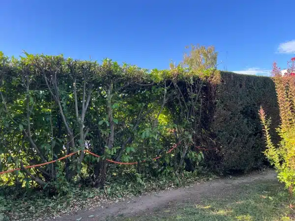 Taille de haie et entretien de jardin pour un extérieur net Haie de laurier en cours de taille montrant les branches intérieures, tuyau orange et sol jonché de feuilles coupées.